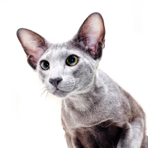 Bedårande Grå Orientalisk Katt Isolerad Vit Bakgrund — Stockfoto