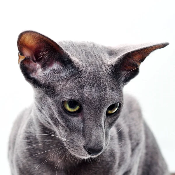 Adorable Grey Oriental Cat Isolated White Background — Free Stock Photo