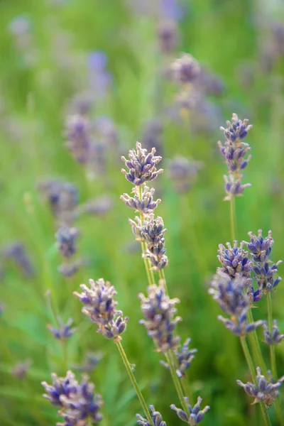 Peisajul Provence Flori Lavandă Culori Pastelate — Fotografie, imagine de stoc