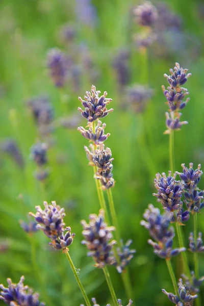 Paisaje Provenza Flores Lavanda Colores Pastel — Foto de stock gratis