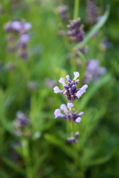 Provence Peyzaj Pastel Renklerde Lavanta Çiçekleri — Stok fotoğraf