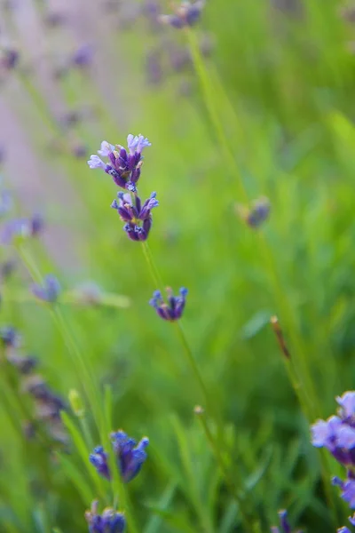 Provence Peyzaj Pastel Renklerde Lavanta Çiçekleri — Stok fotoğraf