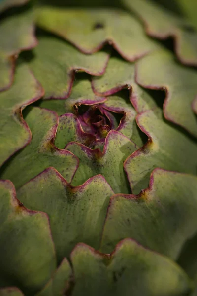 Fresh Artichoke Texture Close View — Stock Photo, Image