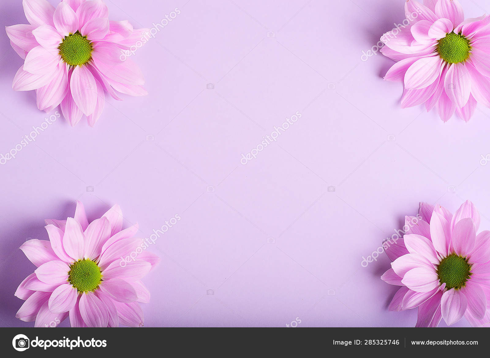 Delicadas Flores Rosadas Sobre Fondo Con Espacio Para Copiar - Foto de  stock gratis © FineShine #285325746