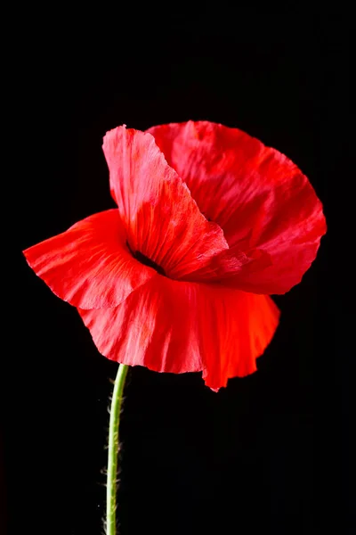 Heldere Rode Papaver Met Groene Toppen — Stockfoto