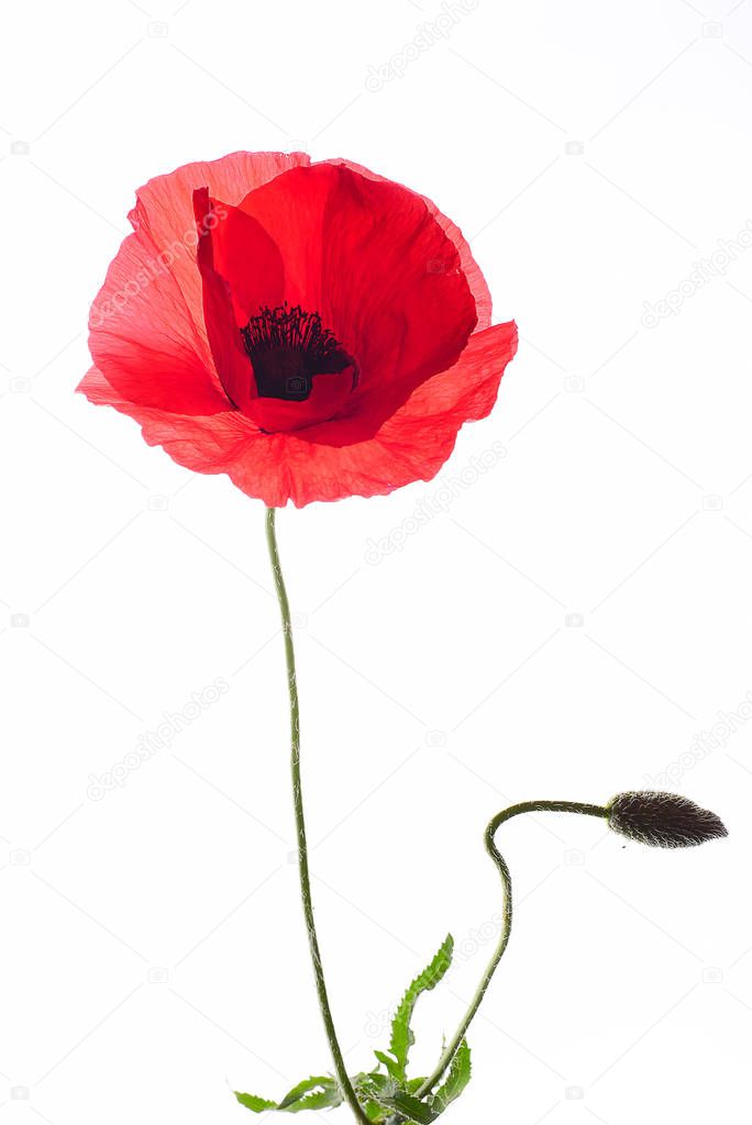 Bright red poppy with green buds