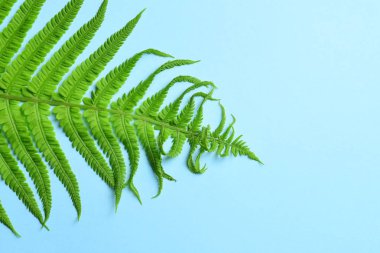 Güzel yeşil eğrelti otunun yakın çekim görünümü