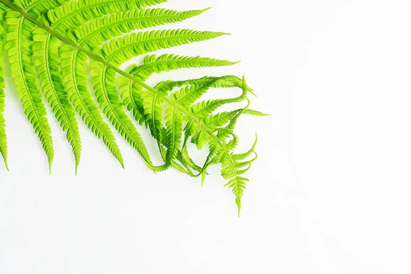 Närbild Vackra Gröna Ormbunke — Gratis stockfoto