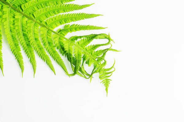 Close-up view of beautiful green fern