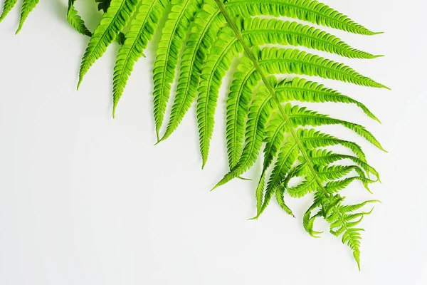 Close Uitzicht Prachtige Groene Fern — Stockfoto