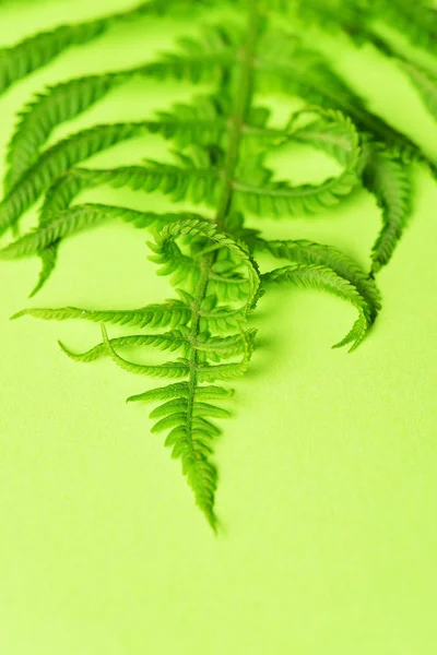 Close Uitzicht Prachtige Groene Fern — Stockfoto