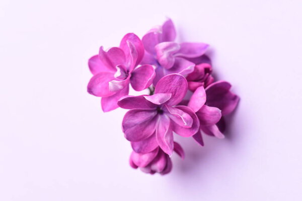 Lilac flowers on pastel background — Stock Image Lilac Flowers Pastel Background Royalty Free Stock Photos