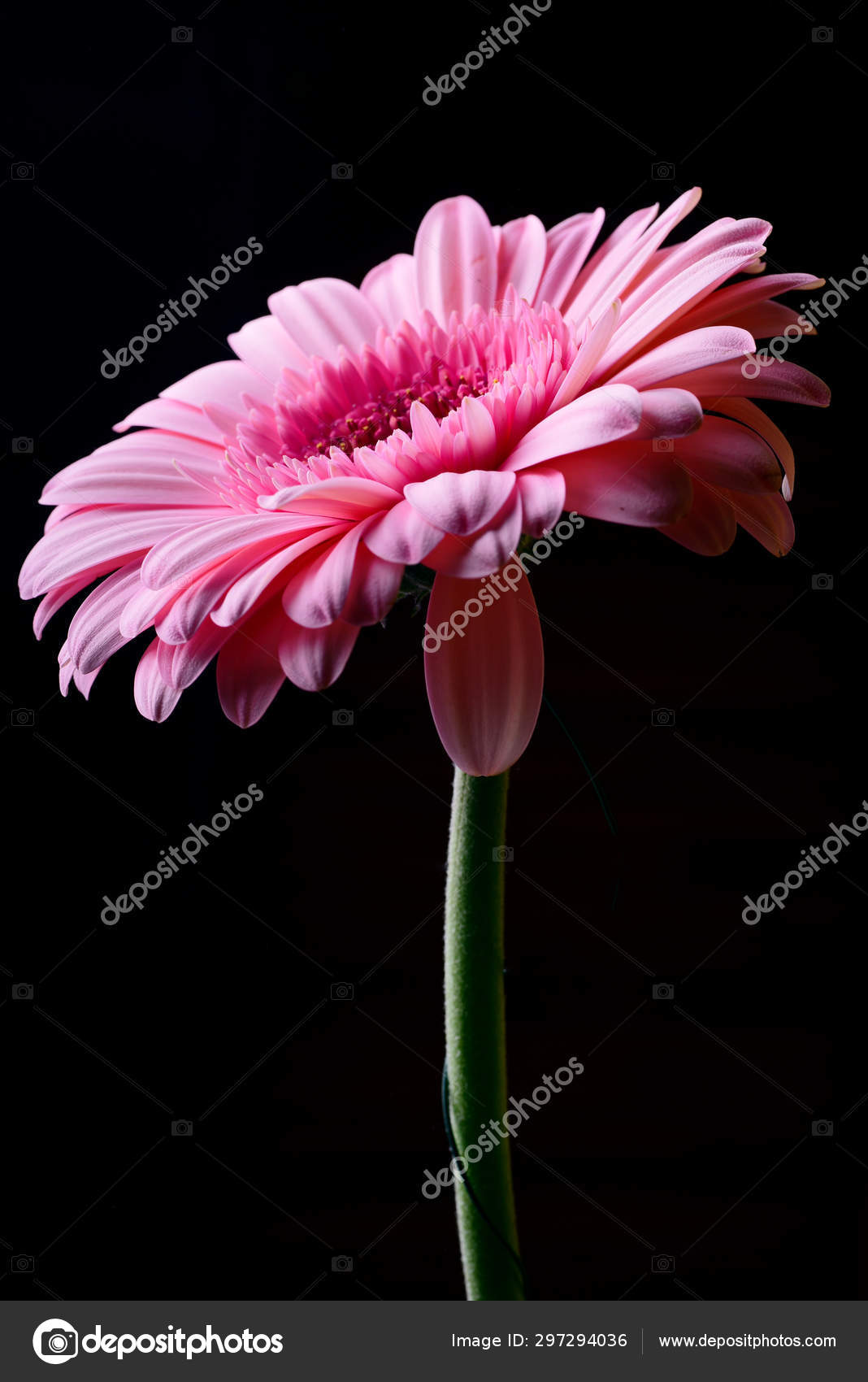 黒の背景に明るいピンクのガーベラの花 無料のストック写真 C Fineshine 黒の背景に明るいピンクのガーベラの花 無料のストック写真 C Fineshine