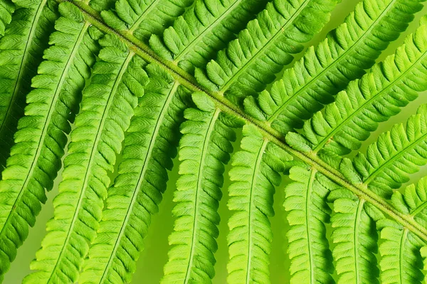 Primer Plano Hojas Verdes Helecho — Foto de Stock