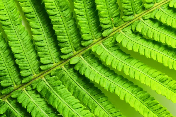 Close View Beautiful Green Fern — Stock Photo, Image