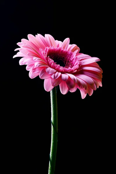 Bright Pink Gerbera Flower Black Background — Stock Photo, Image