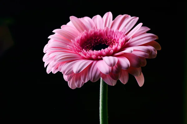 Luminoso Fiore Gerbera Rosa Sfondo Nero — Foto Stock