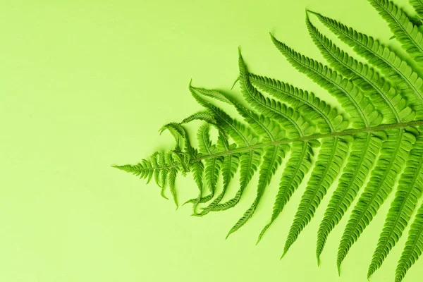 Close Uitzicht Prachtige Groene Fern — Stockfoto