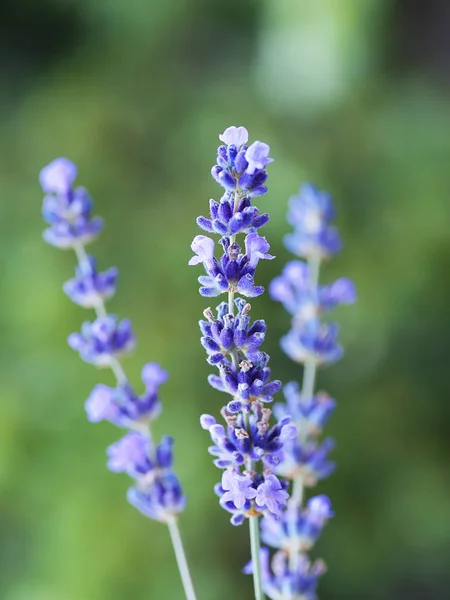 Flores Lavanda Roxa Macia Fundo Amarelo Verde Desfocado — Fotos gratuitas