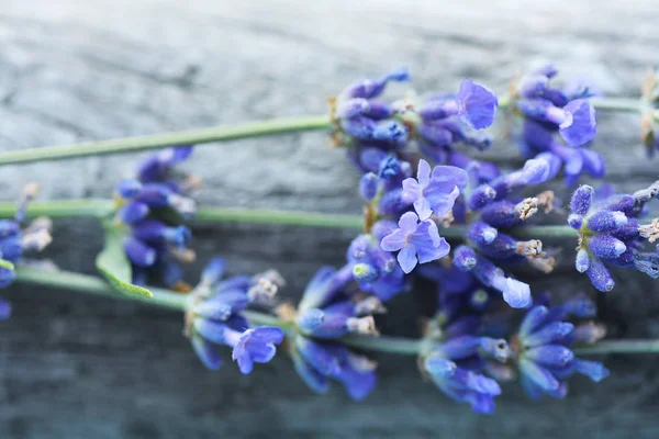 Нежные Фиолетовые Цветы Лаванды Деревянном Фоне — стоковое фото