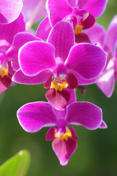 Flores Color Rosa Brillante Jardín — Foto de Stock