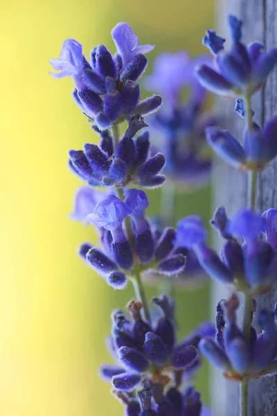 Flores Lavanda Roxa Macia Fundo Amarelo Verde Desfocado — Fotografia de Stock