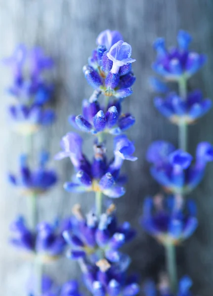 Tiernas Flores Lavanda Púrpura Sobre Fondo Madera — Foto de stock gratuita