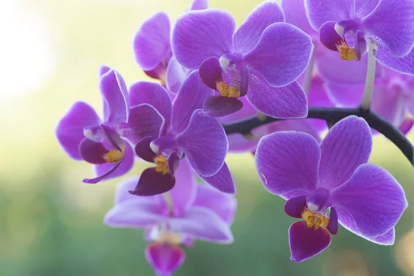 Flores Púrpuras Brillantes Jardín — Foto de Stock