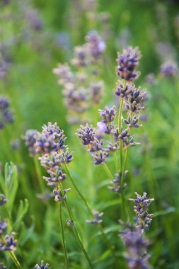 Provence alanında kokulu lavanta