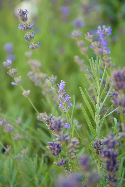 Doftande Lavendel Fältet Provence — Gratis stockfoto