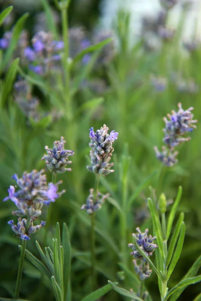 Doftande Lavendel Fältet Provence — Stockfoto
