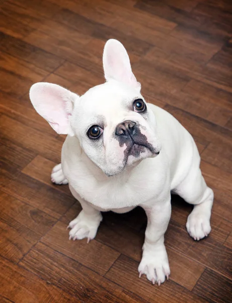 Attraktive Weiße Französische Bulldogge — Stockfoto