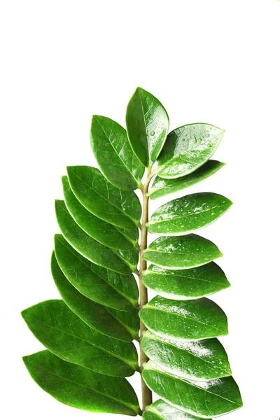 Fresh Green Leaf Zamioculcas — 免费的图库照片