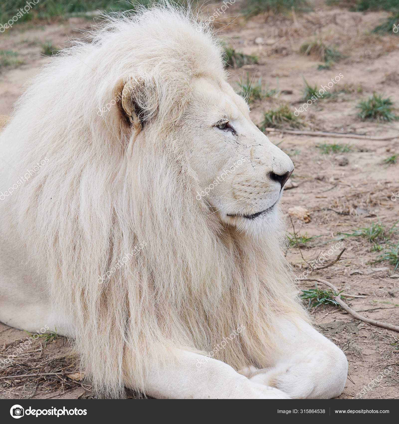 Portrait Young White Lion Free Stock Photo C Fineshine