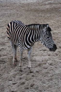 Zebra yeme yakın çekim