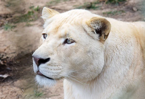 Retrato Jovem Leão Branco — Fotos gratuitas