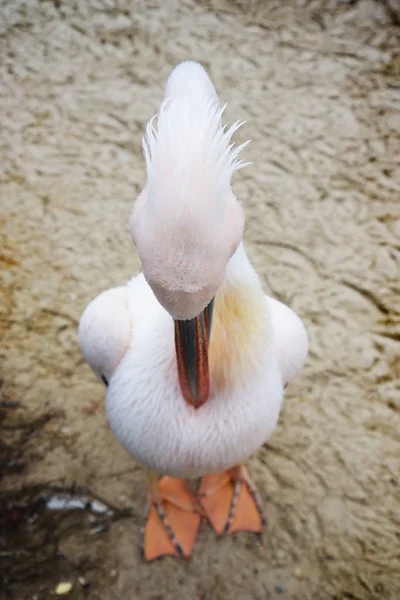 Великий Білих Пеліканів Переважно Дельтах Річок Onocrotalus — Безкоштовне стокове фото