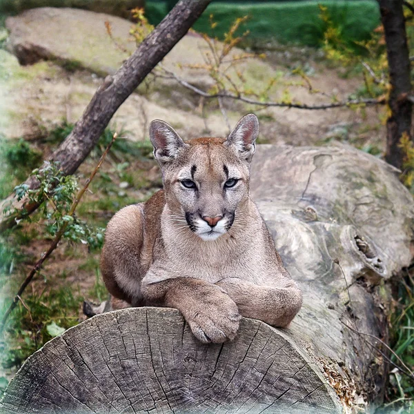Puma Com Olhos Verdes Posando Enquanto Descansa — Fotografia de Stock