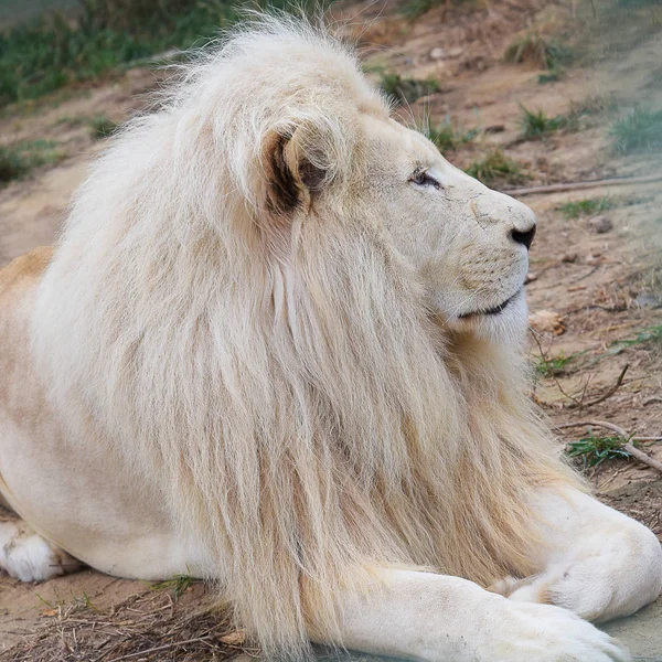 Retrato Jovem Leão Branco — Fotografia de Stock