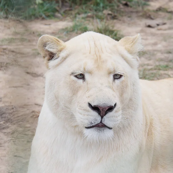 Portrait Young White Lion — Free Stock Photo