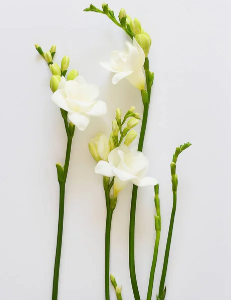 Flori Frezie Albă Fundal Alb — Fotografie, imagine de stoc