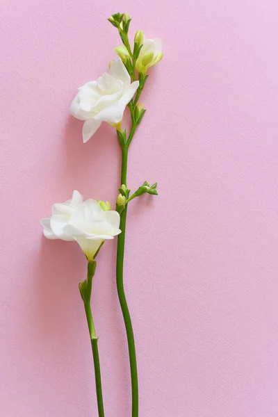 Квіти Білої Фрезії Пастельному Рожевому Фоні — стокове фото