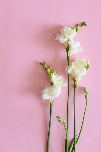 Fleurs Freesia Fleurs Isolées — Photo