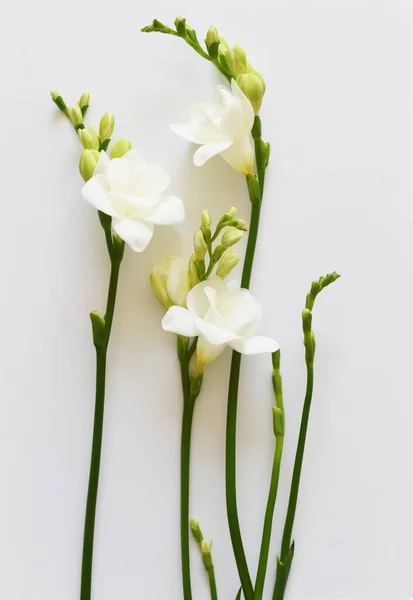 Blooming Freesia Flowers Isolated Grey — Stock Photo, Image