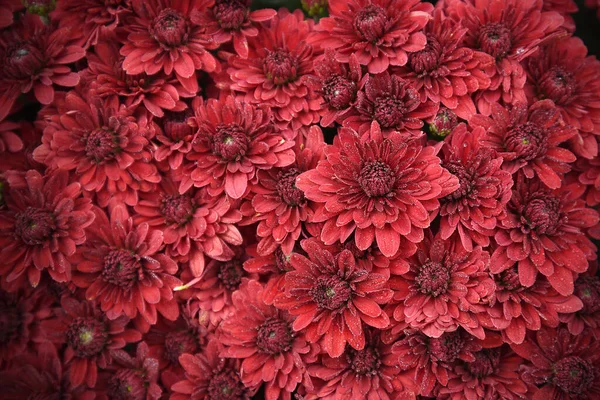 Красные Цветы Хризантем — стоковое фото
