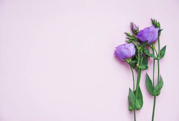 Lila Eustoma Elegancia Virágok — Stock Fotó