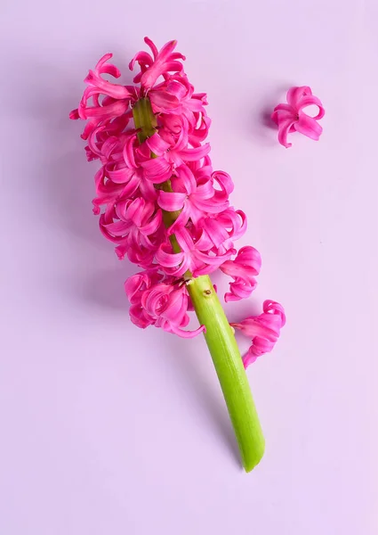 Leuchtend Rosa Hyazinthenbluten Auf Violettem Hintergrund Organisch Okologie Stock Photo 254029060