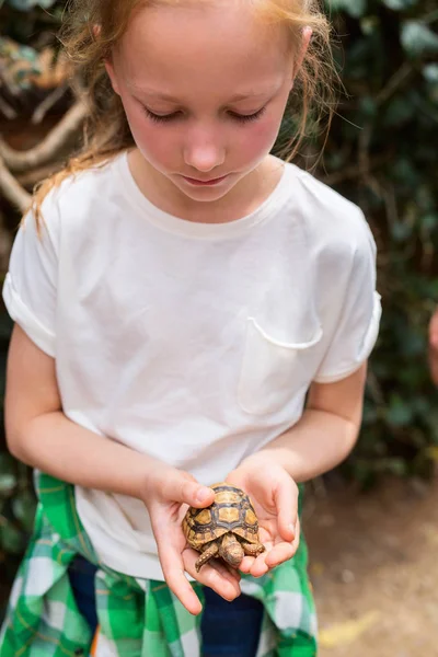 Portrait Cute Little Girl Holding Baby Tortoise — Stock Photo, Image