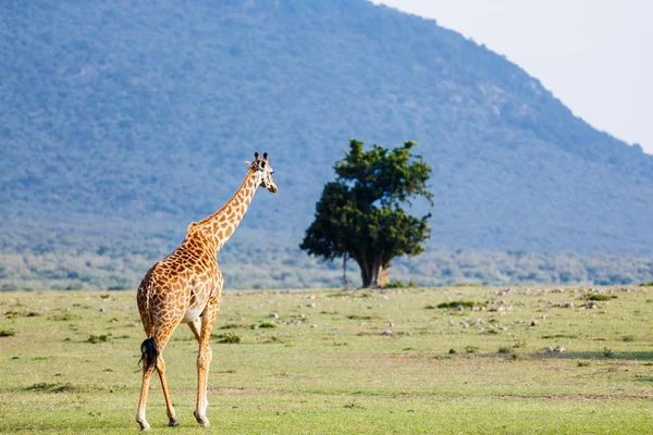 Giraffe Masai Mara Safari Park Kenia Afrika — Stockfoto