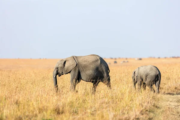 Ελέφαντες Μητέρα Και Μωρό Στο Πάρκο Σαφάρι Στην Κένυα Αφρική — Φωτογραφία Αρχείου